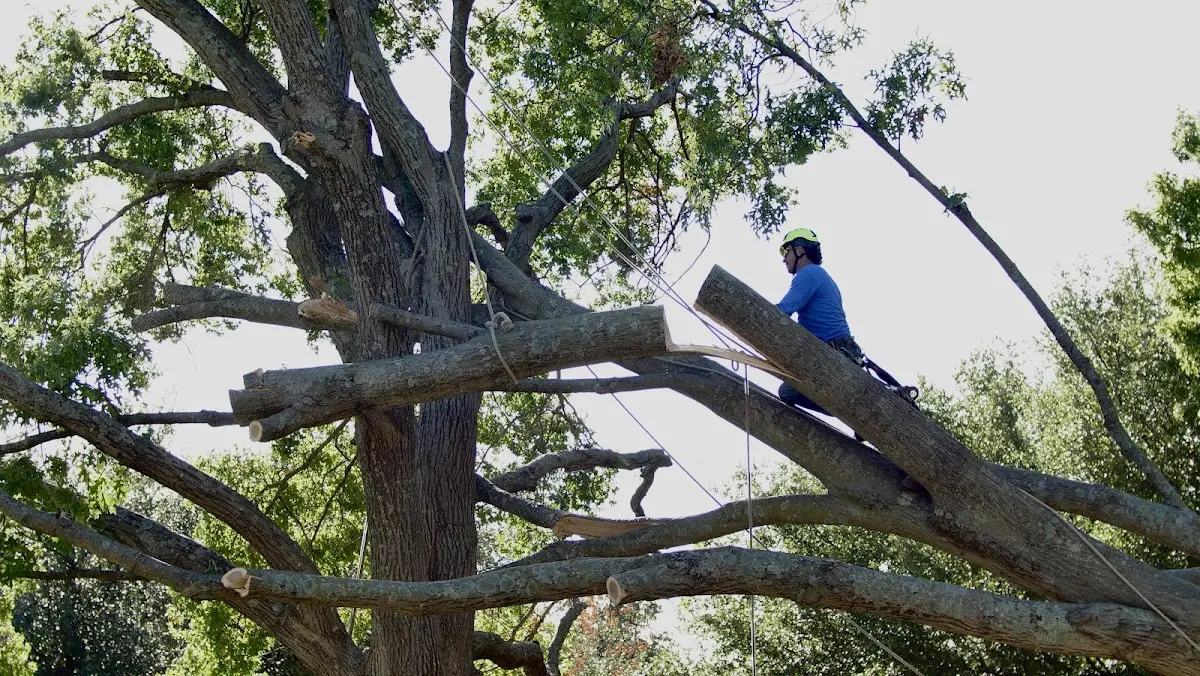 Professional Hazardous Tree Removal performed by certified arborists in Burchard